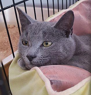Zester (20159170)