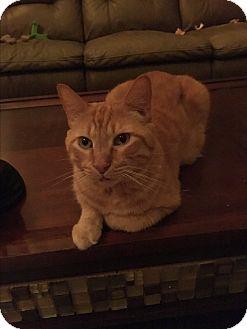Zimba (17226689)