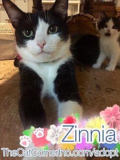 Zinnia (16227084)