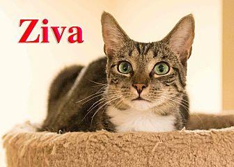 Ziva (17303260)