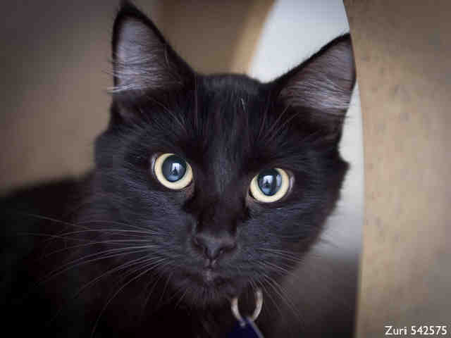 ZURI (A542575)