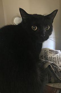 Cherry @ Pet (20595081)