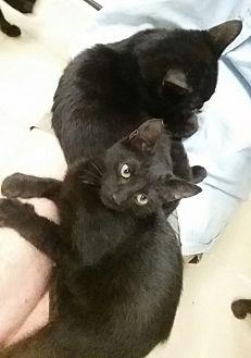 5 black kitt (19547429)
