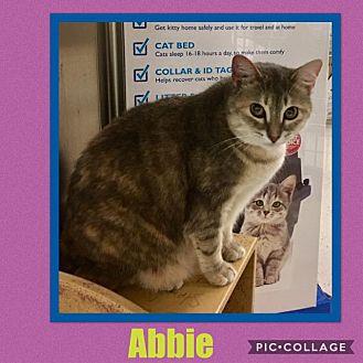Abbie aka Pe (18090508)