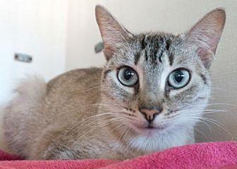 Adeline (20559716)