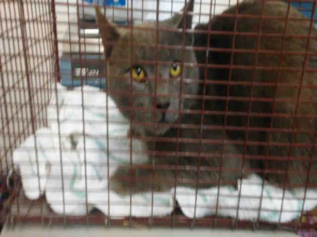 ADRIAN (A074196)