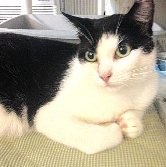 Adult Cats – (20517072)