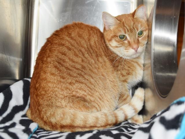 *ALINA (BARN CAT) (A731217)