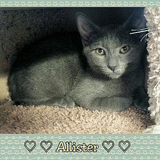 Allister (19258328)
