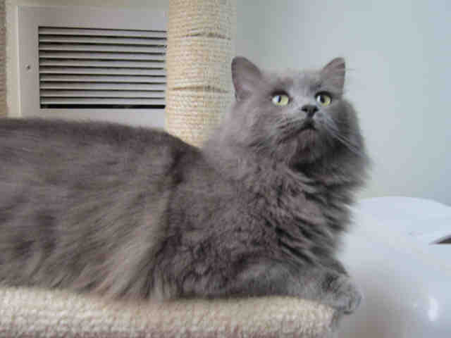 AMBER (A1069077)