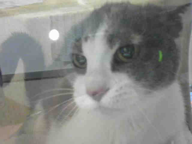 AMORE (A897149)