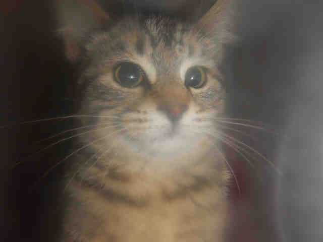 AMY (A1070696)