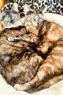 Amy & Amber (20778601)