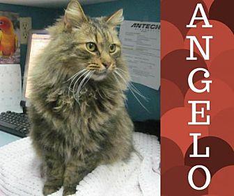 Angelo (20501350)