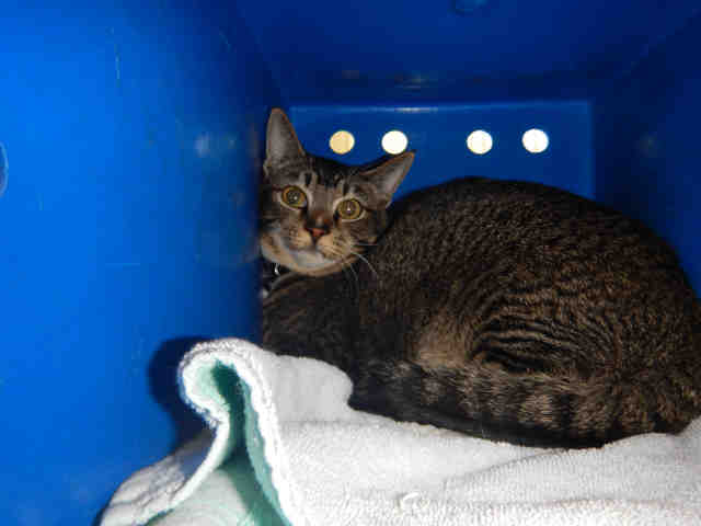 ASH (A1043650)