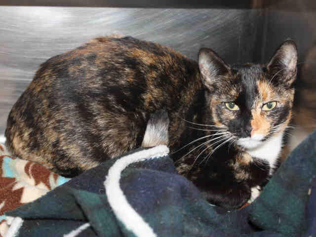 ASHLYN (A084456)