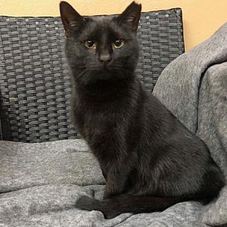 Bagira (20573780)