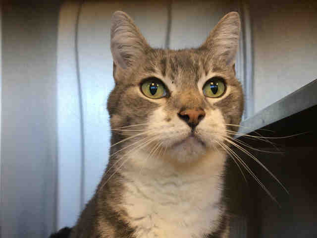 BEACH BOY (A285810)