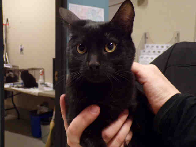 *BEAR (A493054)