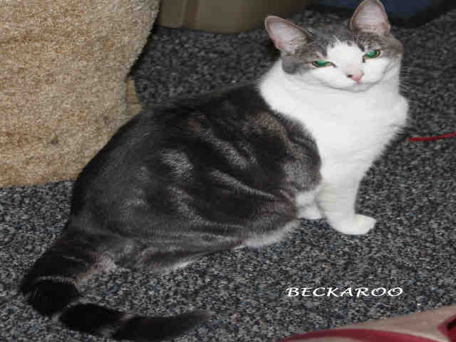 *BECKAROO (A062191)
