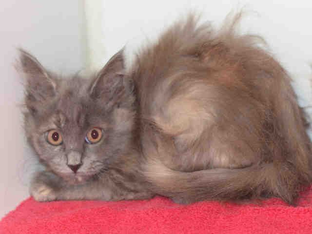 *BELL (A044359)