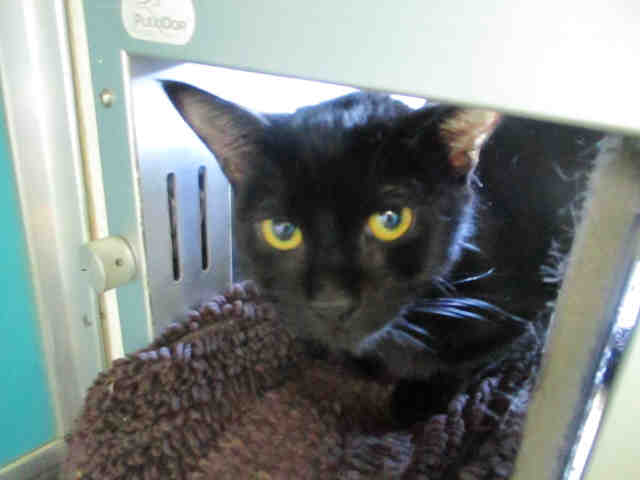 BELL (A178597)