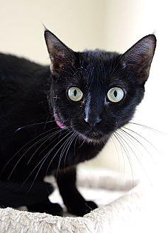 Bella (19734684)
