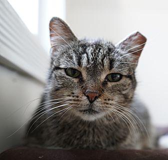 Bella (20677258)