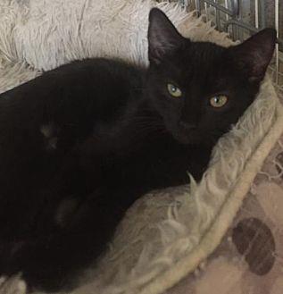 Bellatrix (20645429)