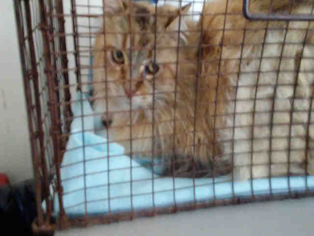 BERNADETTE (A074204)