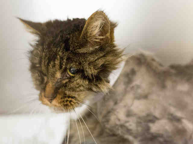 BERNIE (A906854)