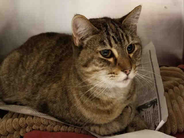 BETTY (A168574)