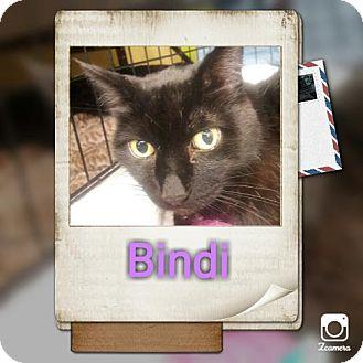 Bindi (17699183)