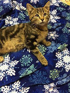 Binky (20130047)