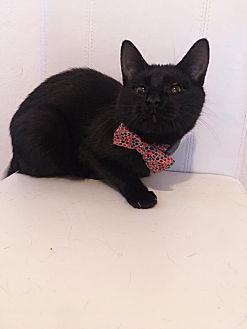 Binx (19654584)