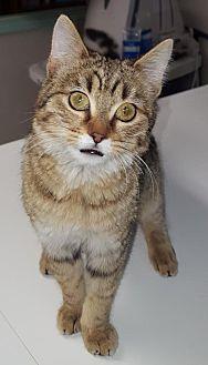 Biscotti (20320765)