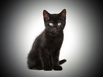 Blackie (20708953)