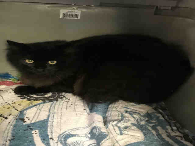 BLACKIE (A158554)