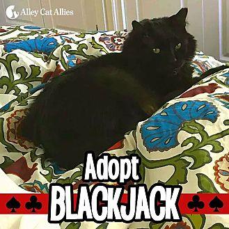 Blackjack (20146695)