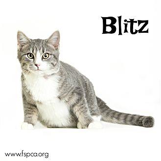 Blitz (20604632)