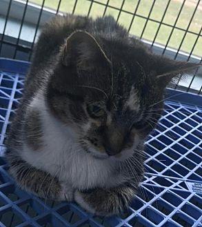 Bobbie Cat (20314102)