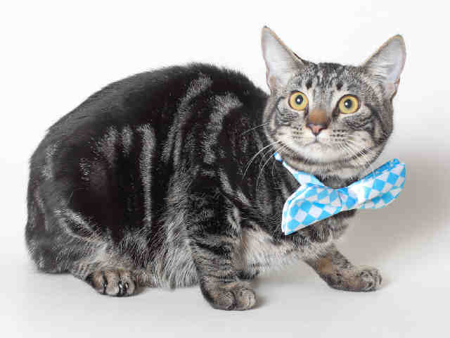 BOBBY (A117026)