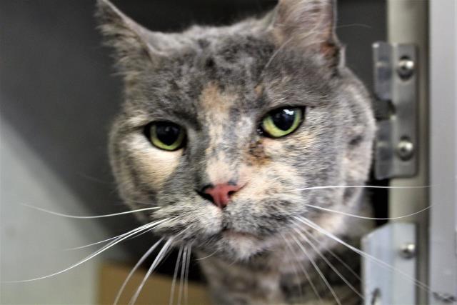 BONNIE (A222977)