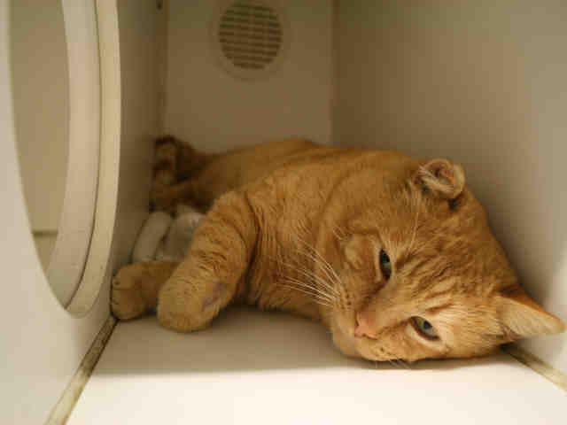 *BOONE (A492716)