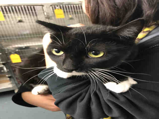 BOOTS (A158596)