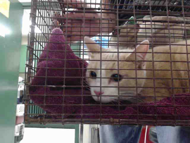 BOWSER (A412973)
