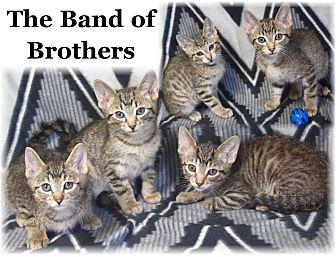 Brothers (20647061)