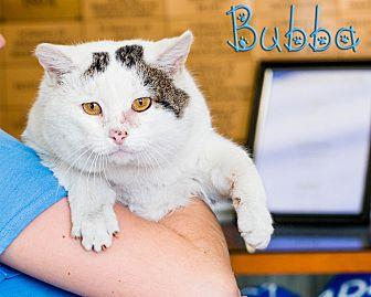 Bubba (20611902)