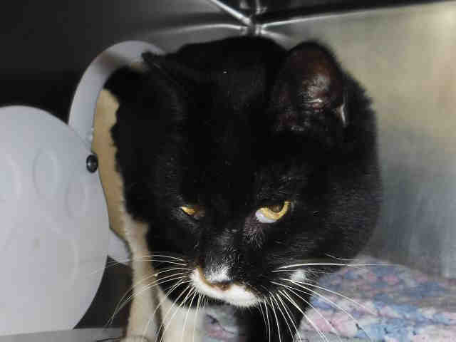 BUBBA (A167661)