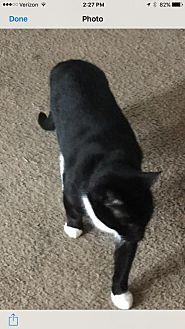 Buddy (Court (17361574)